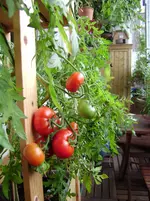 balkon-sommer2011 004.webp