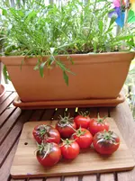 balkon-sommer2011 006.webp