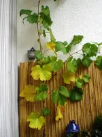 CIMG6776.webp