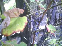 PIC01073.webp