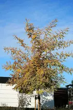 Goldrobinie1_kleiner.webp