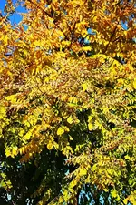 Goldrobinie3_kleiner.webp