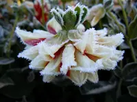Dahlien136.webp