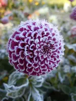 Dahlien144.webp