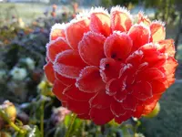 Dahlien154.webp