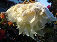 Dahlien164.webp