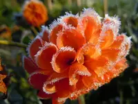 Dahlien140.webp