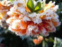 Dahlien167.webp
