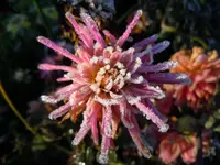 Dahlien228.webp