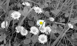 tn_Copy of IMG_7285 v.webp