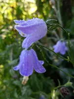 Glockenblumen123.webp