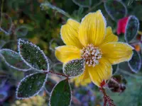 Goldmarie085.webp