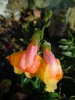Löwenmäulchen180.webp