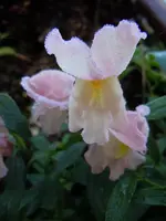 Löwenmäulchen244.webp