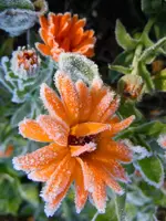 Ringelblume176.webp