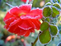 Rosen016.webp