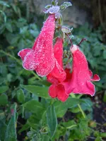Rosen053.webp