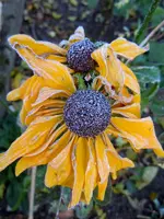Sonnenhut078.webp