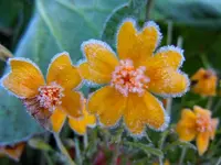 Tagetes043.webp