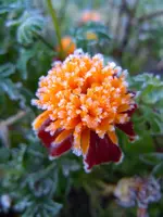 Tagetes085.webp