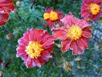Tagetes088.webp