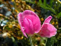 Wicke259.webp