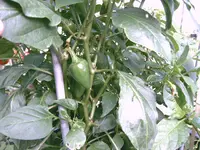 IMAG2276.webp