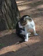 DSC_3176 Katze.webp