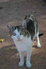 DSC_3179 Katze.webp