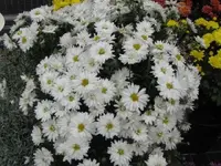 Bild 645.webp