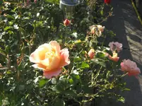 IMG_7229.webp
