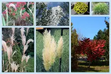 Herbst35.webp