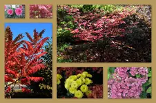 Herbst36.webp