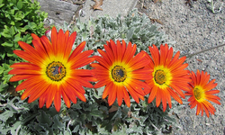tn_IMG_7158 v.webp