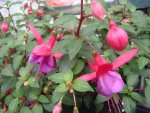 Fuchsie1HGDSC02675.jpg