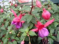 Fuchsie1HGDSC02675.webp
