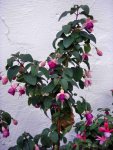 FuchsieHG2DSC03949.jpg