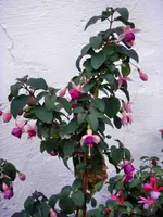 FuchsieHG2DSC03949.webp