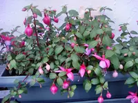 FuchsieHGDSC03948.webp