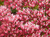 DSCN0983.webp