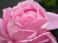 DSCN0981.webp