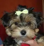 coco forum.webp
