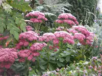 DSCN0979.webp