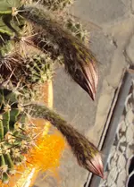 DSC02326 - 2011-10-23 - echinopsis zwei knospen.webp