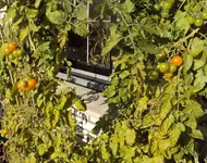 DSC02317 - 2011-10-23- unsere herbst-tomis.webp