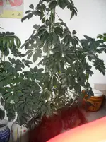 SAM_0540.webp