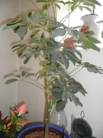 SAM_0541.webp