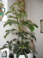 SAM_0542.webp