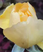DSC02330 - 2011-10-23 - rose gelb 1-1.webp