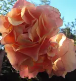 DSC02324 - 2011-10-23 - rose rosa-orange.webp